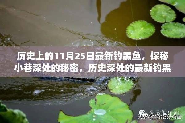 探秘历史深处的钓黑鱼故事，最新钓黑鱼揭秘小巷秘密的历程（11月25日）