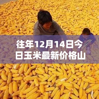 山东地区往年12月14日玉米最新价格概览与分析