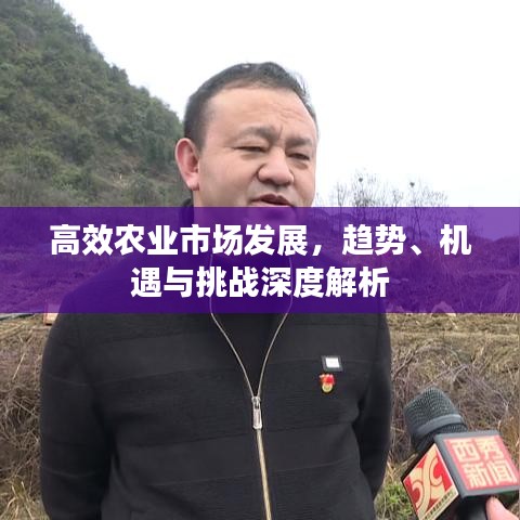高效农业市场发展，趋势、机遇与挑战深度解析