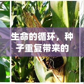 生命的循环，种子重复带来的希望与延续
