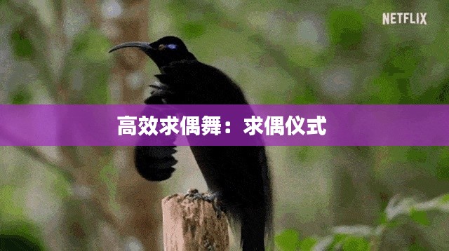 高效求偶舞：求偶仪式 
