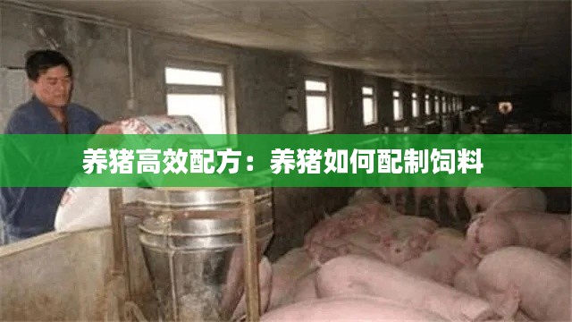 养猪高效配方：养猪如何配制饲料 