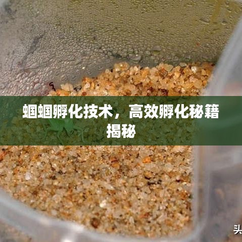 蝈蝈孵化技术，高效孵化秘籍揭秘