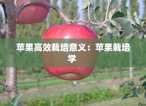 苹果高效栽培意义：苹果栽培学 