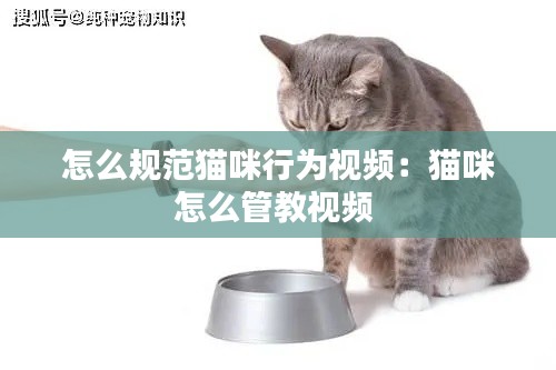 怎么规范猫咪行为视频：猫咪怎么管教视频 