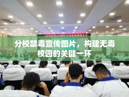 分校禁毒宣传图片，构建无毒校园的关键一环