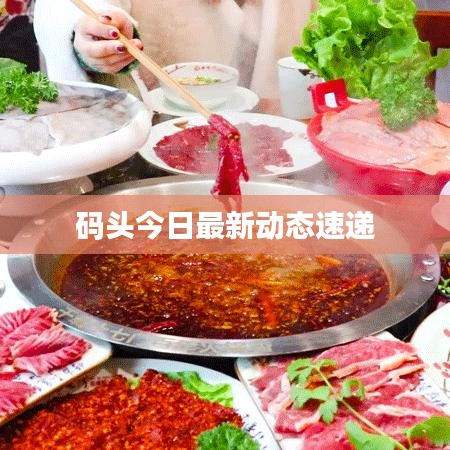 码头今日最新动态速递