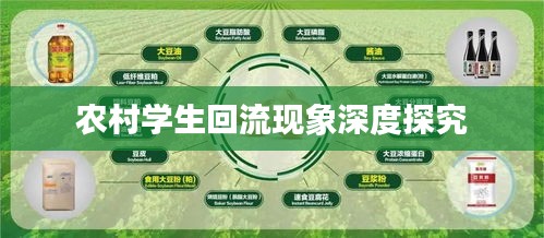 农村学生回流现象深度探究