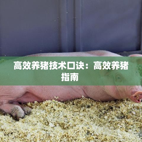 高效养猪技术口诀：高效养猪指南 