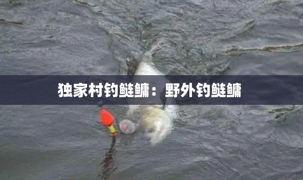 独家村钓鲢鳙：野外钓鲢鳙 