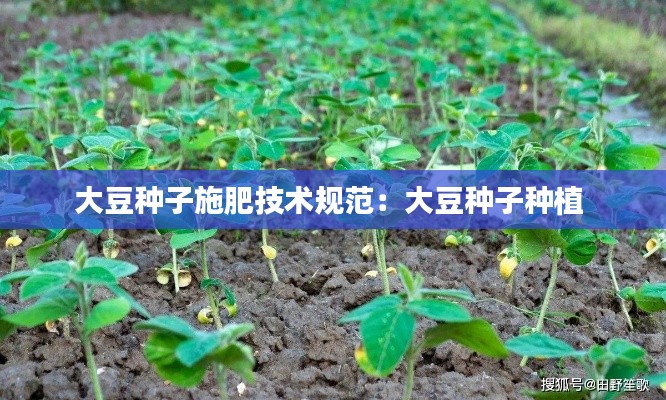大豆种子施肥技术规范：大豆种子种植 