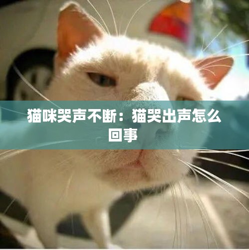 猫咪哭声不断：猫哭出声怎么回事 