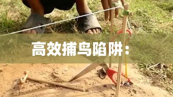 高效捕鸟陷阱： 