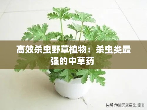 高效杀虫野草植物：杀虫类最强的中草药 
