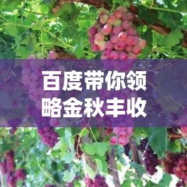百度带你领略金秋丰收的喜悦，全家共享硕果累累的欢乐时光