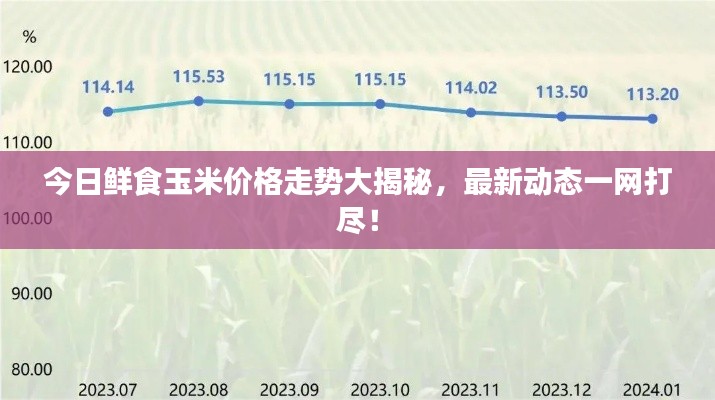今日鲜食玉米价格走势大揭秘，最新动态一网打尽！