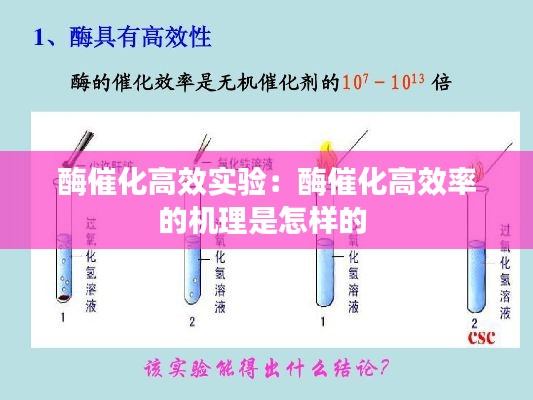 酶催化高效实验：酶催化高效率的机理是怎样的 