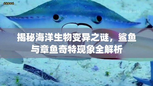 揭秘海洋生物变异之谜，鲨鱼与章鱼奇特现象全解析