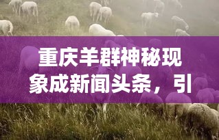 重庆羊群神秘现象成新闻头条，引发广泛关注热议