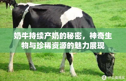 奶牛持续产奶的秘密，神奇生物与珍稀资源的魅力展现