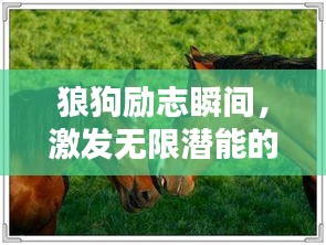 狼狗励志瞬间，激发无限潜能的短句与图片珍藏