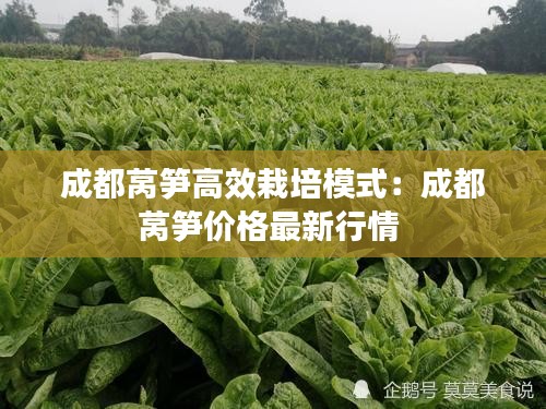 成都莴笋高效栽培模式：成都莴笋价格最新行情 