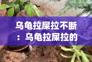 乌龟拉屎拉不断：乌龟拉屎拉的多是怎么回事 