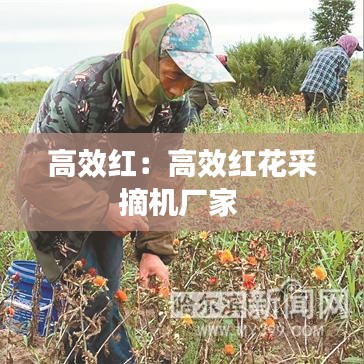 高效红：高效红花采摘机厂家 