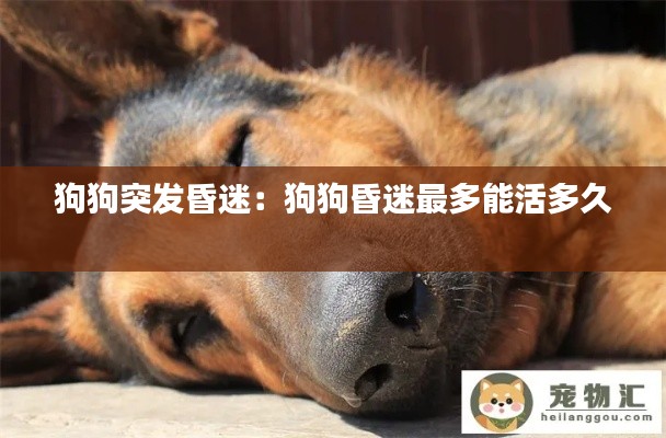 狗狗突发昏迷：狗狗昏迷最多能活多久 