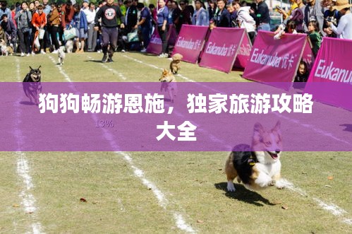 狗狗畅游恩施，独家旅游攻略大全
