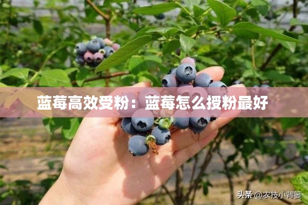 蓝莓高效受粉：蓝莓怎么授粉最好 