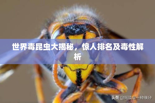 世界毒昆虫大揭秘，惊人排名及毒性解析