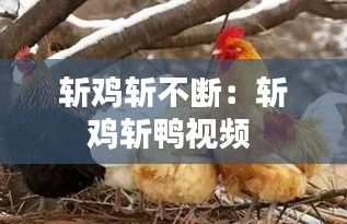 斩鸡斩不断：斩鸡斩鸭视频 