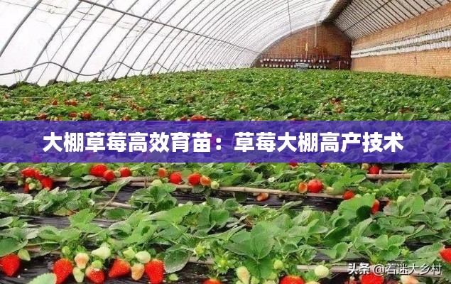 大棚草莓高效育苗：草莓大棚高产技术 