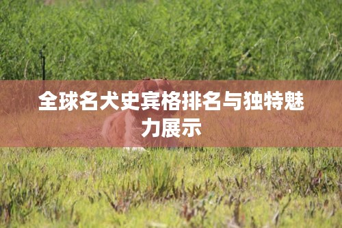 全球名犬史宾格排名与独特魅力展示
