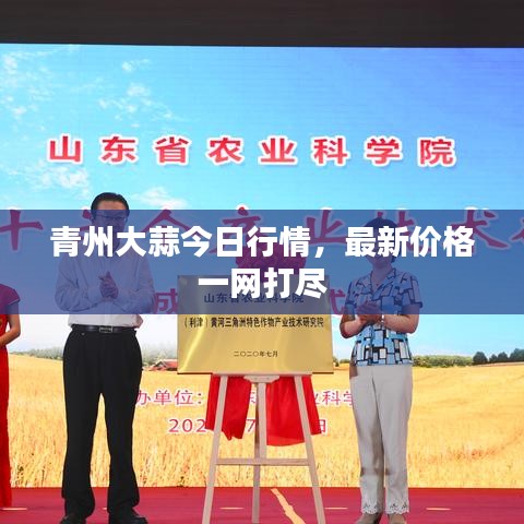 青州大蒜今日行情，最新价格一网打尽