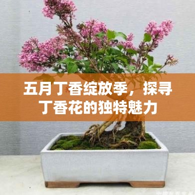 五月丁香绽放季，探寻丁香花的独特魅力