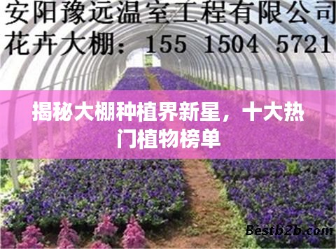 揭秘大棚种植界新星，十大热门植物榜单