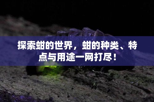 探索蚶的世界，蚶的种类、特点与用途一网打尽！