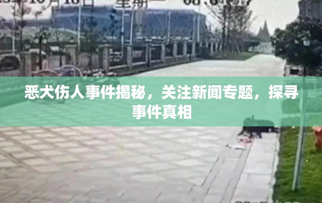 恶犬伤人事件揭秘，关注新闻专题，探寻事件真相
