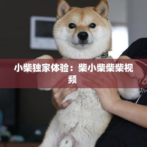 小柴独家体验：柴小柴柴柴视频 