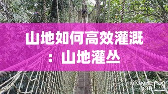 山地如何高效灌溉：山地灌丛 