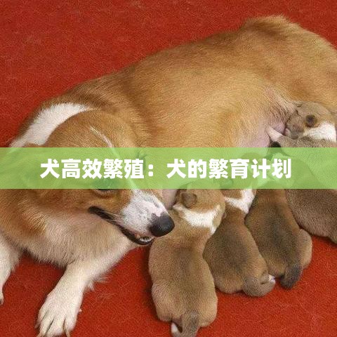 犬高效繁殖：犬的繁育计划 