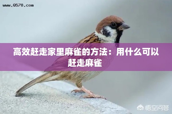 高效赶走家里麻雀的方法：用什么可以赶走麻雀 