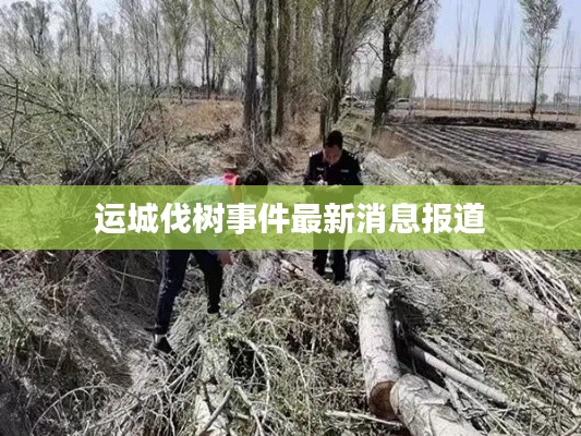 运城伐树事件最新消息报道