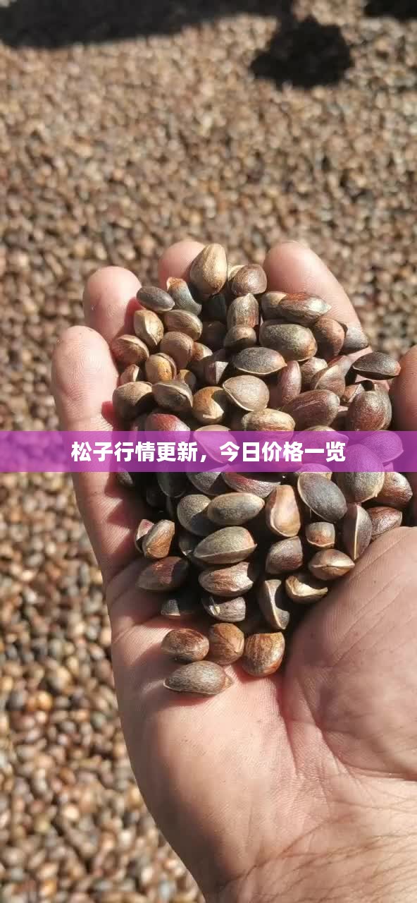 松子行情更新，今日价格一览