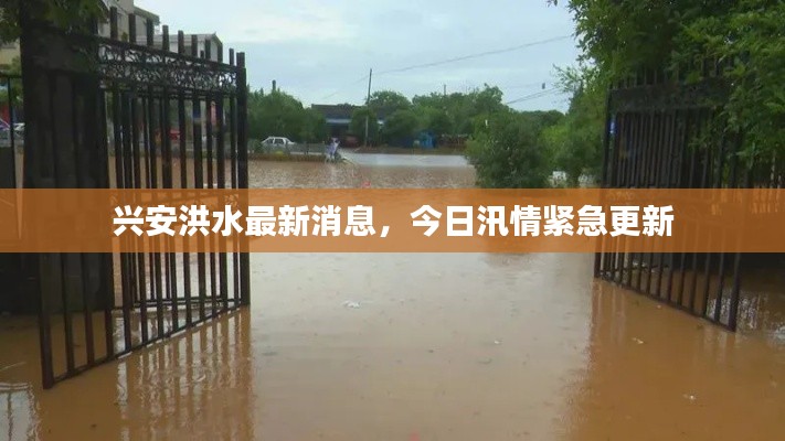 兴安洪水最新消息，今日汛情紧急更新