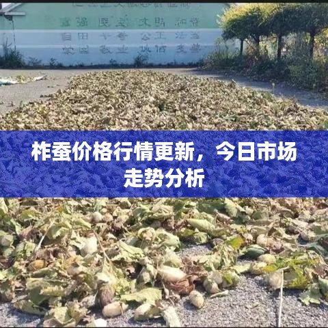 柞蚕价格行情更新，今日市场走势分析