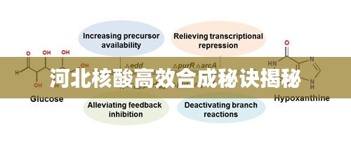 河北核酸高效合成秘诀揭秘