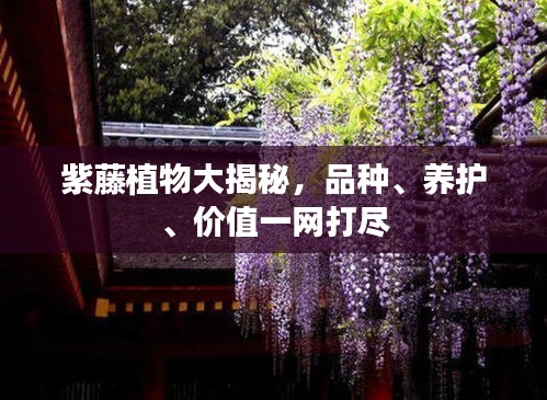 紫藤植物大揭秘，品种、养护、价值一网打尽